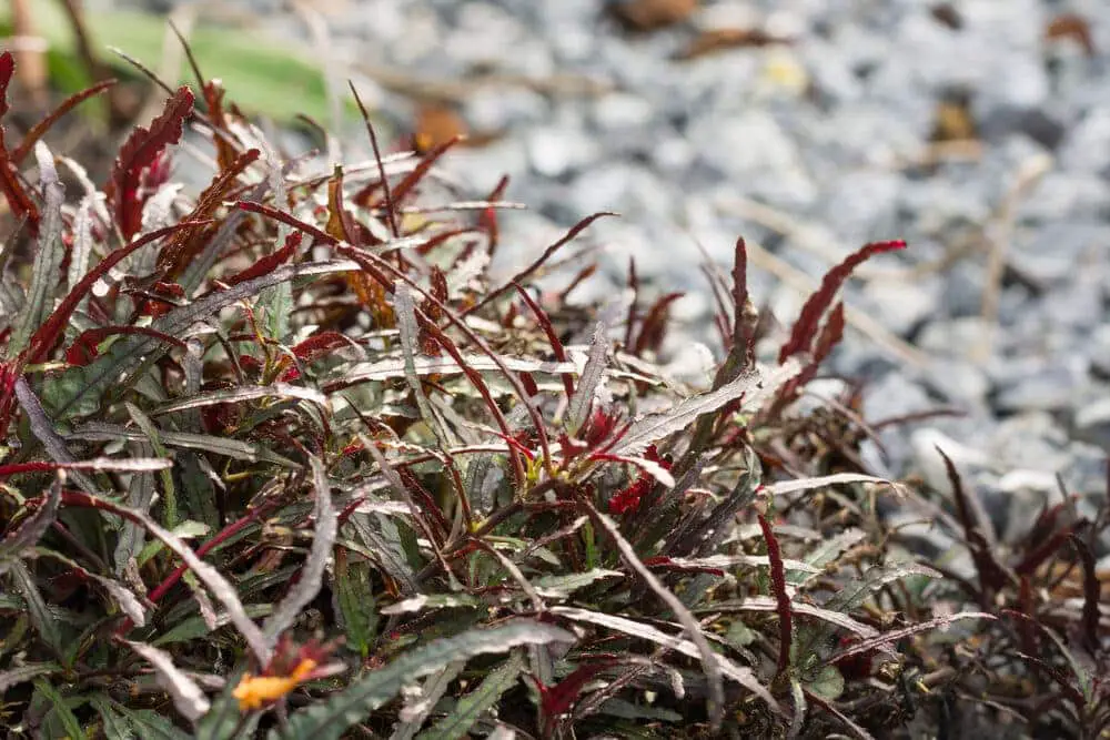 Dragon’s Tongue plant