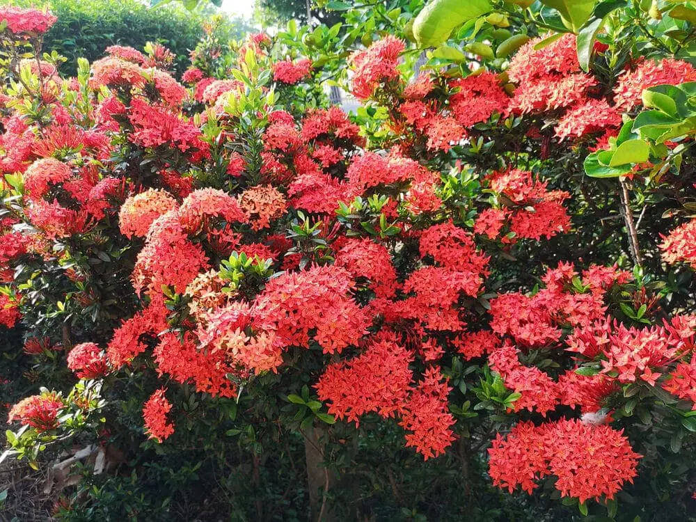 Dwarf Ixora bush e1587971631324 Dwarf Ixora bush