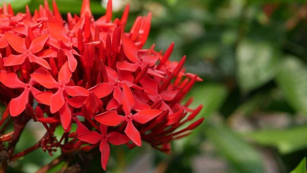 Dwarf Ixora flower