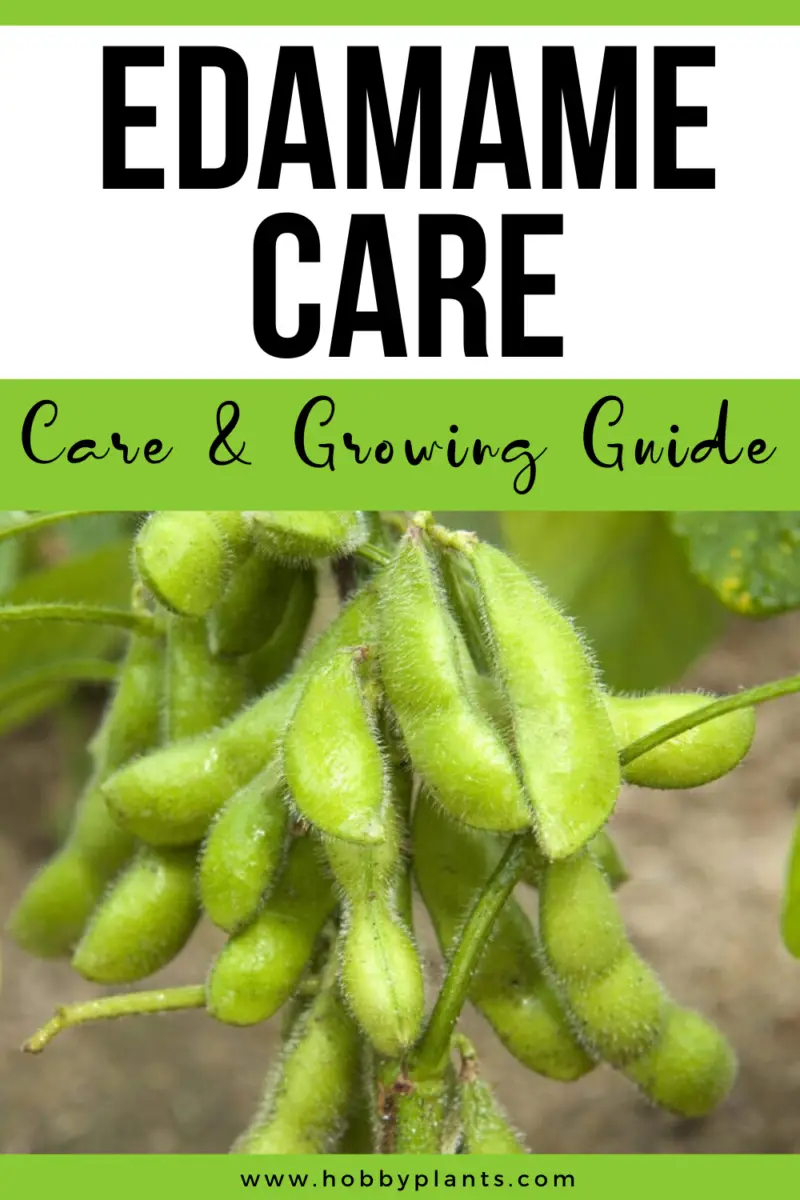 Edamame Care & Growing Guide » Hobby Plants