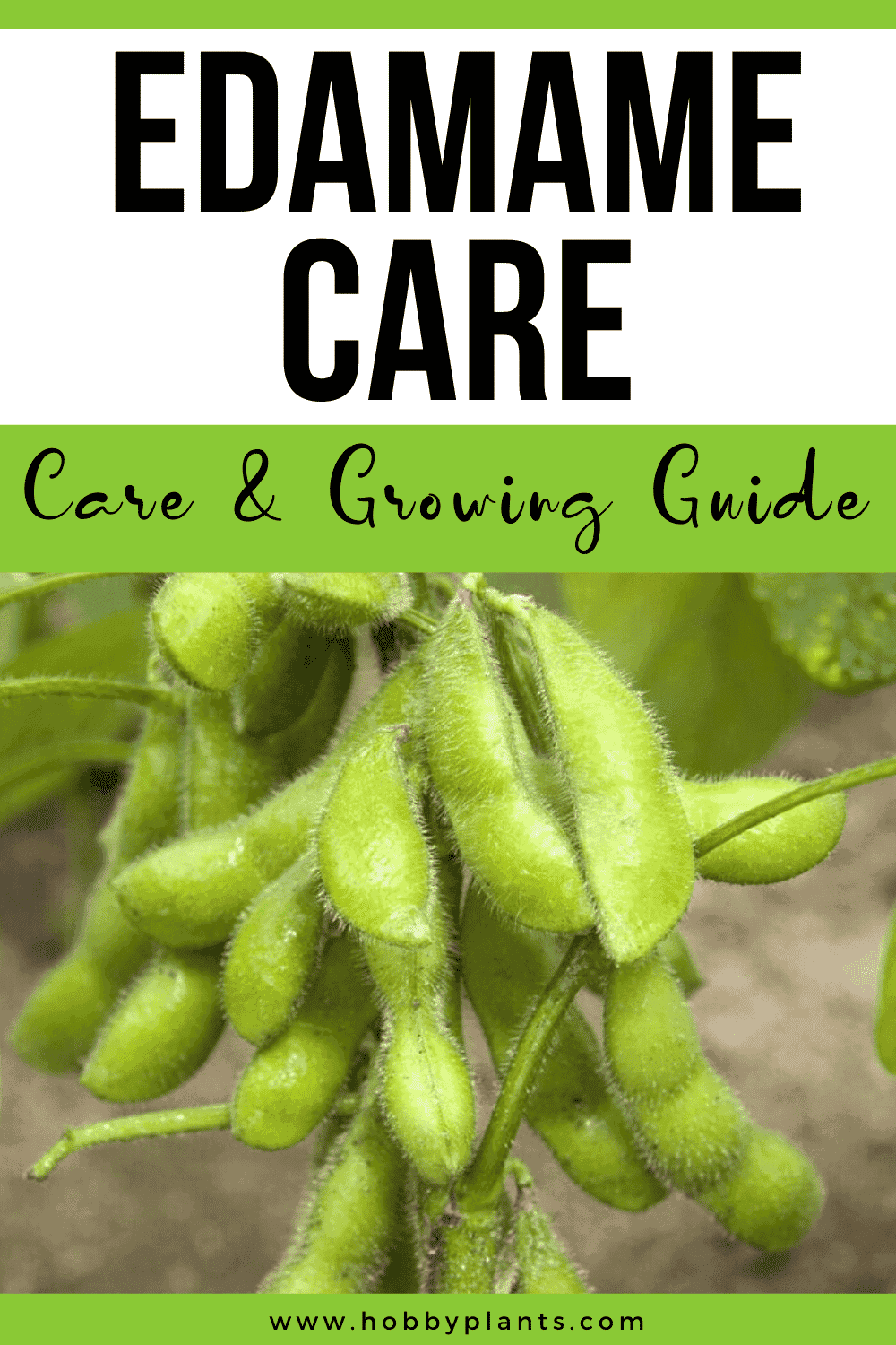 Edamame Care & Growing Guide » Hobby Plants