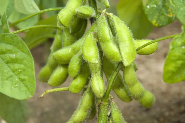 Edamame Plant Care & Growing Guide