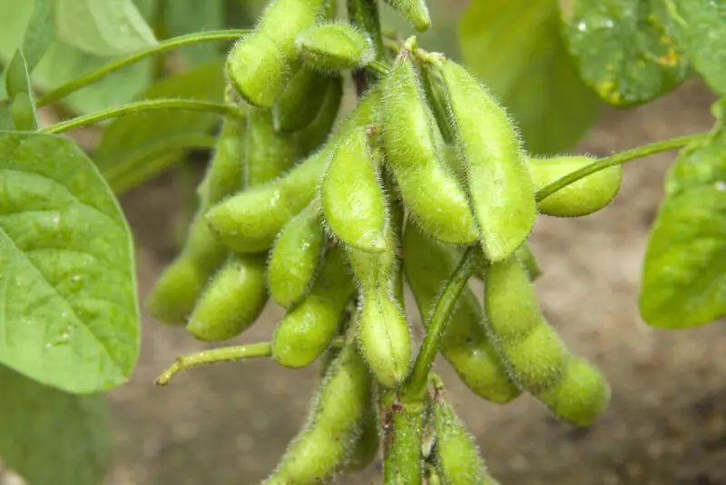 Edamame Plant Care & Growing Guide
