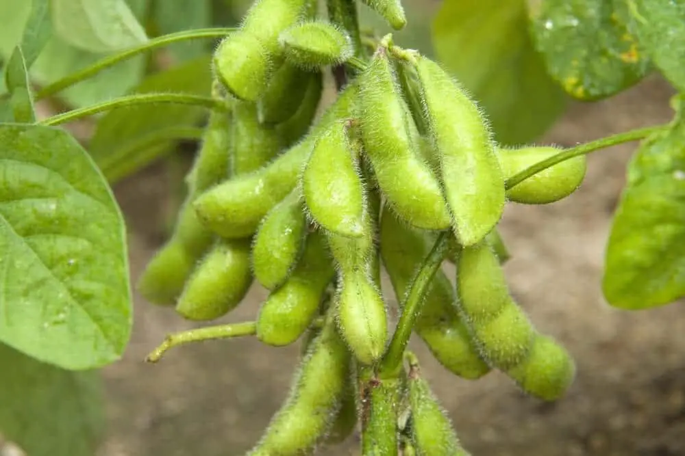 Edamame e1588145978851 Edamame