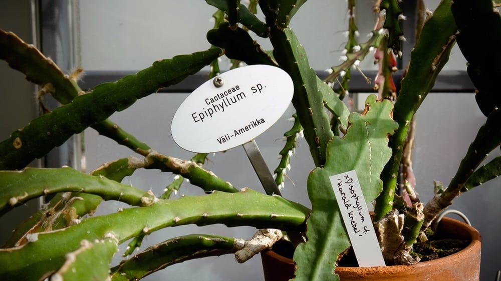 Epiphyllum plant