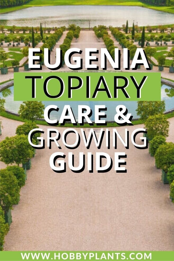 Eugenia Topiary Care