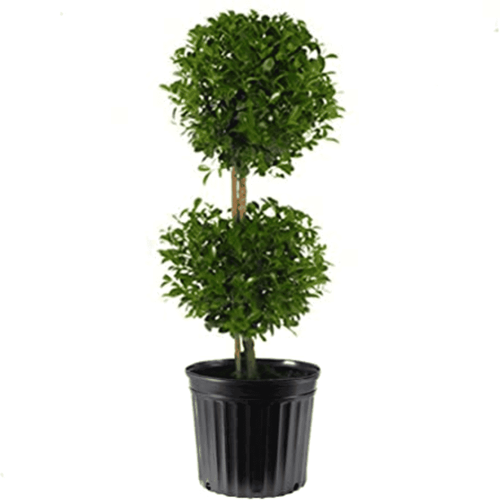 Eugenia Topiary2 2 e1587461929720