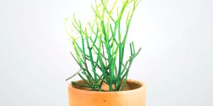 Pencil Cactus Plant Care & Growing Guide