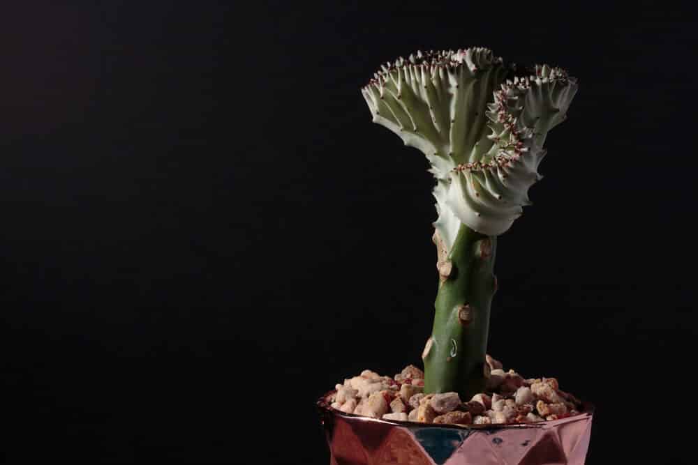 Coral cactus in a pot