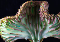 Coral Cactus (Eurphorbia Lactea Crest) Care & Growing Guide