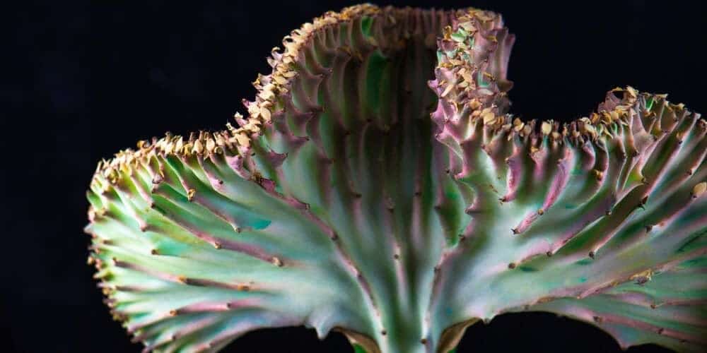 Coral cactus black background