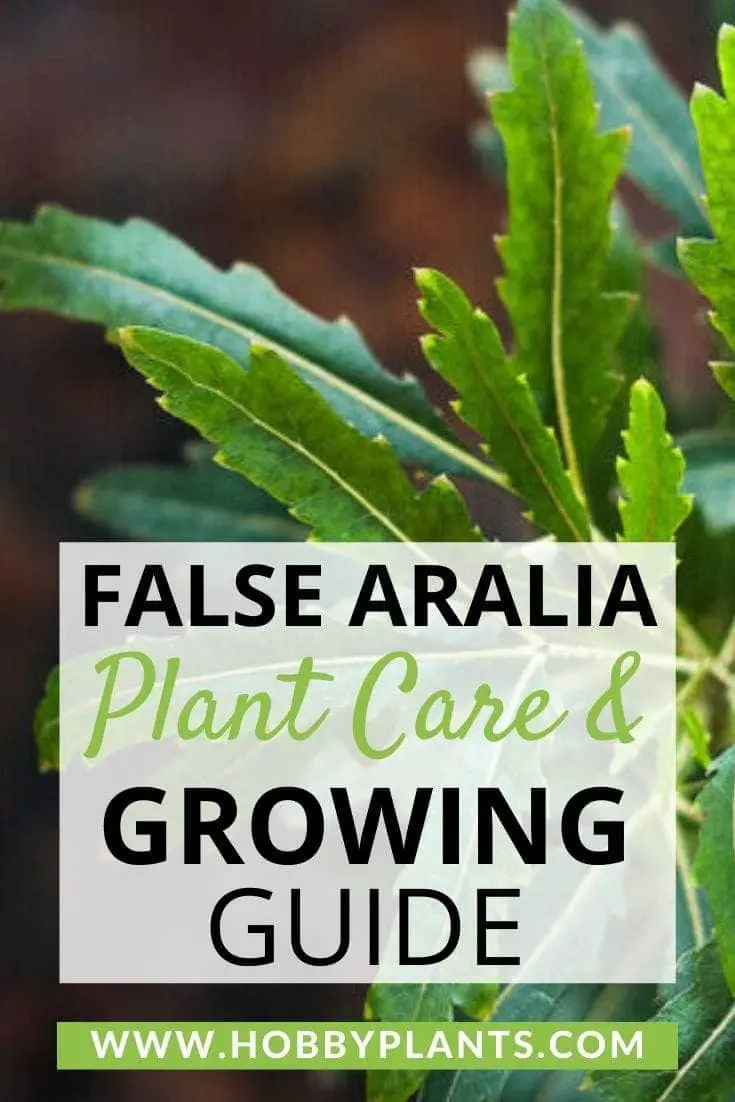 False Aralia Plant Care