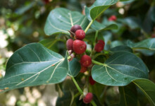 Ficus Audrey (Ficus Benghalensis) Care Guide