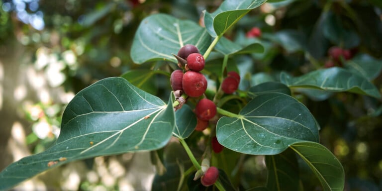 Ficus Benghalensis e1588146429133