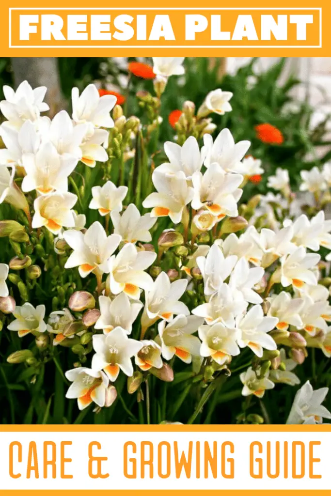 Freesia Plant Care & Growing Guide