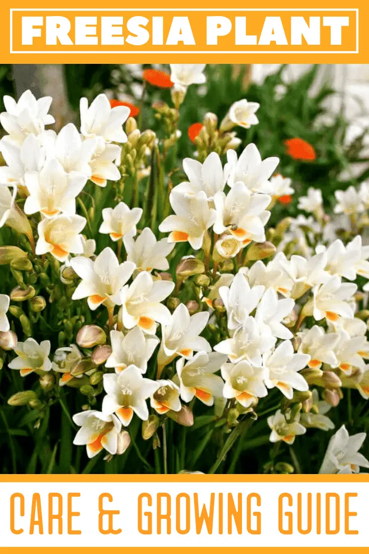 Freesia Plant Freesia Plant