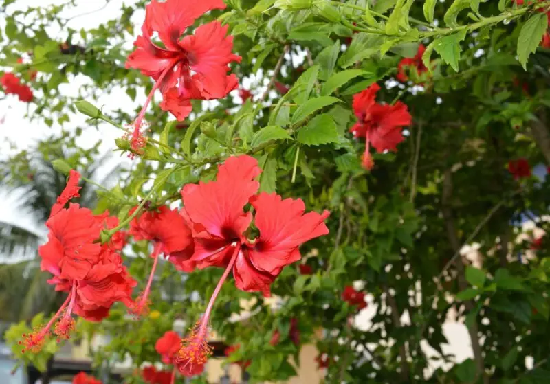 Hibiscus Tree Care & Growing Guide