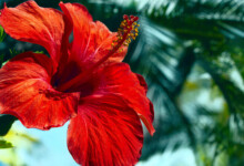 Hibiscus Tree Care & Growing Guide