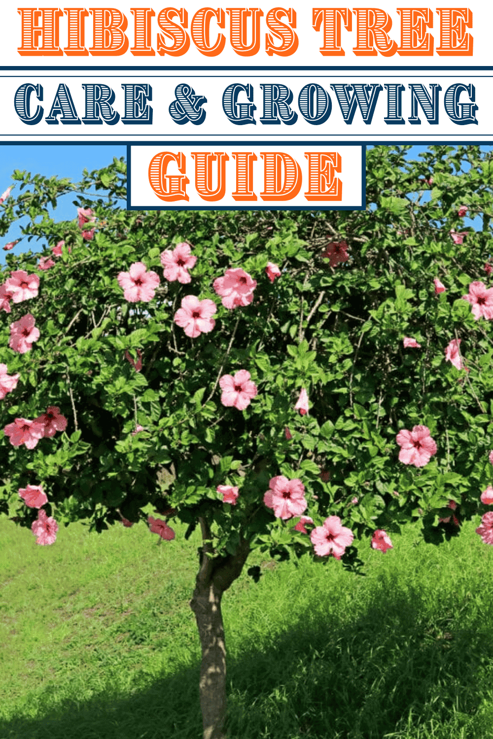 Hibiscus Tree Hibiscus Tree