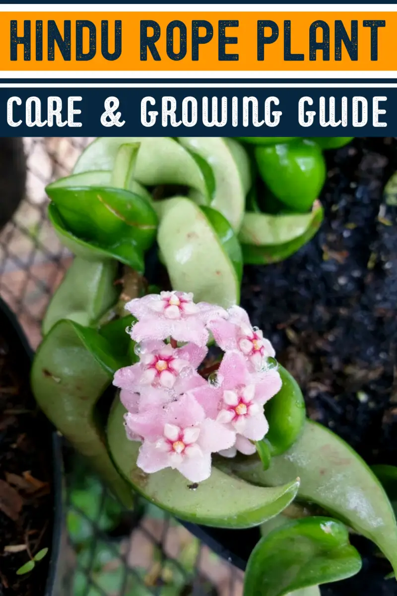Hindu Rope Plant Care & Growing Guide Hobby Plants Hindu Rope Plant Care & Growing Guide Hobby Plants
