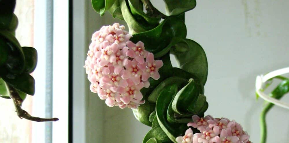 Hoya Carnosa Compacta
