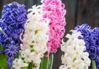 Hyacinth Flowers Care & Growing Guide
