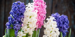 Hyacinth Flowers Care & Growing Guide