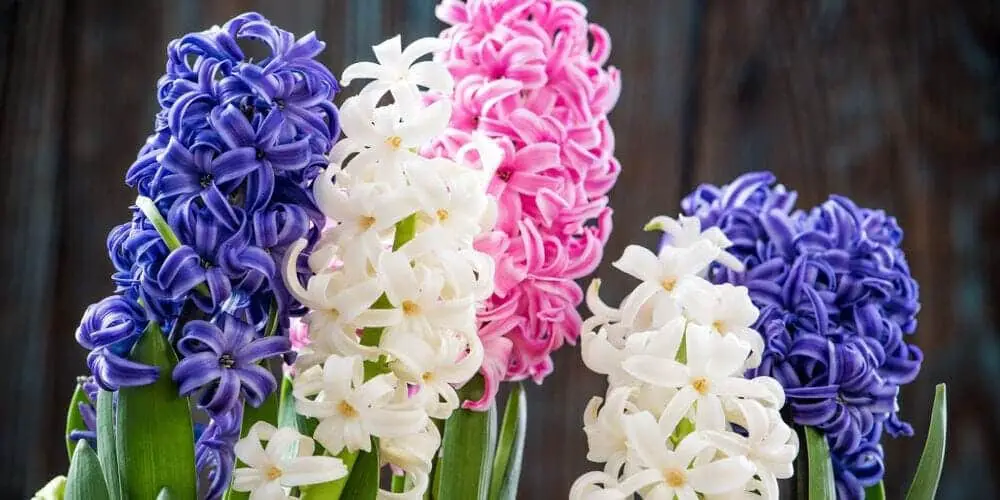 Hyacinth flowers purple white pink