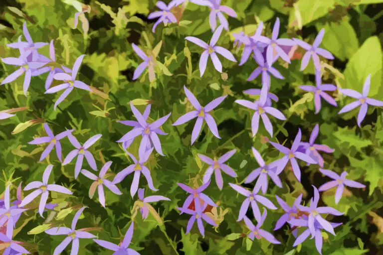 Blue Star Creeper Care & Growing guide