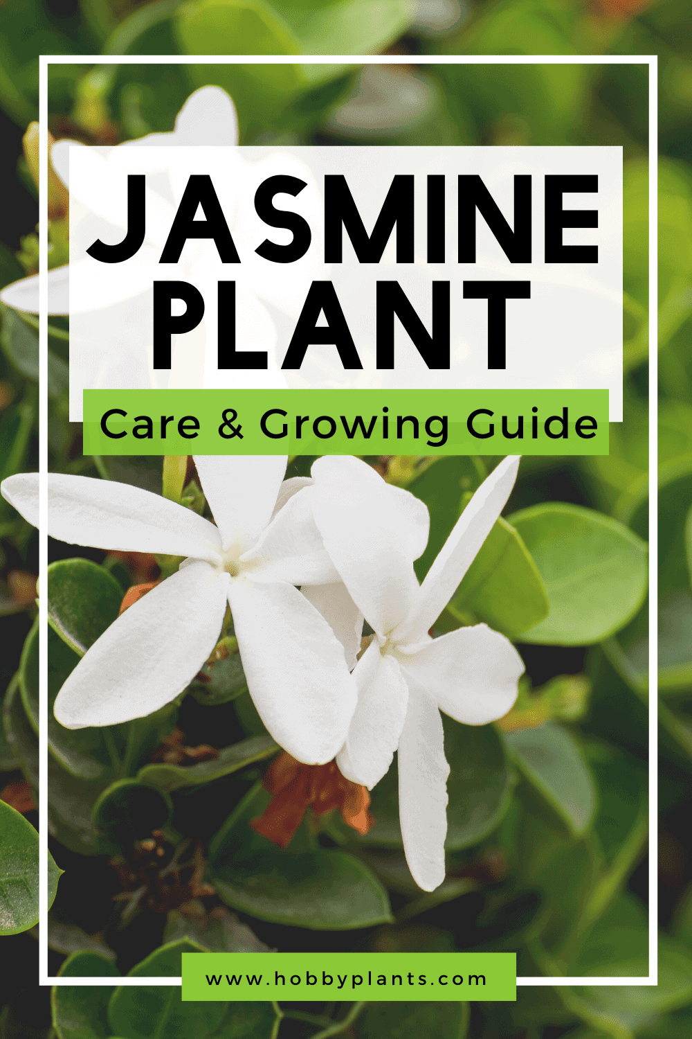 Jasmine Plant Care