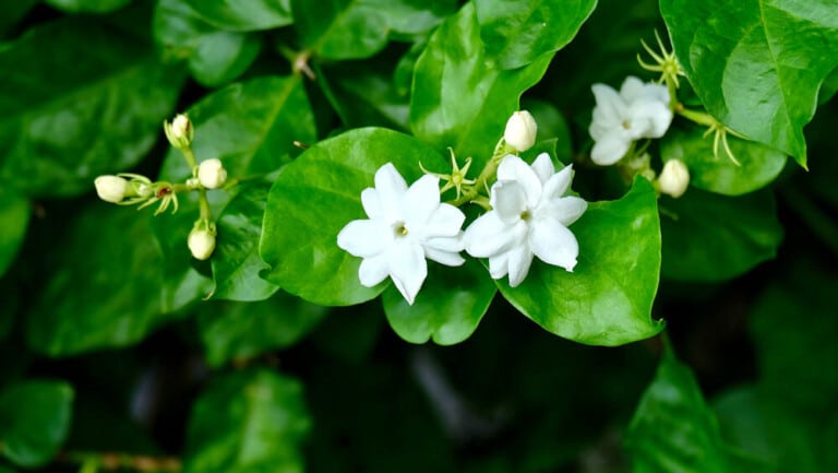 Jasmine Plant flowers