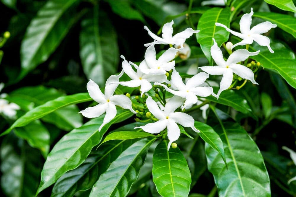 Jasmine Plant star
