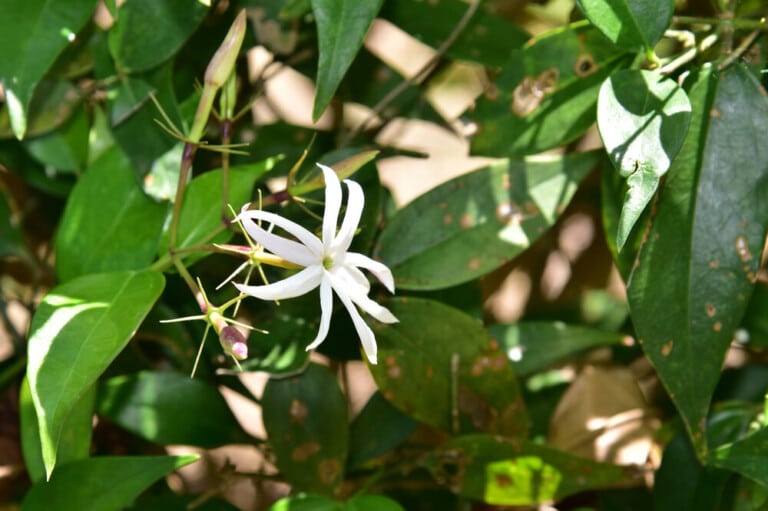 Jasmine Plant Care & Growing Guide