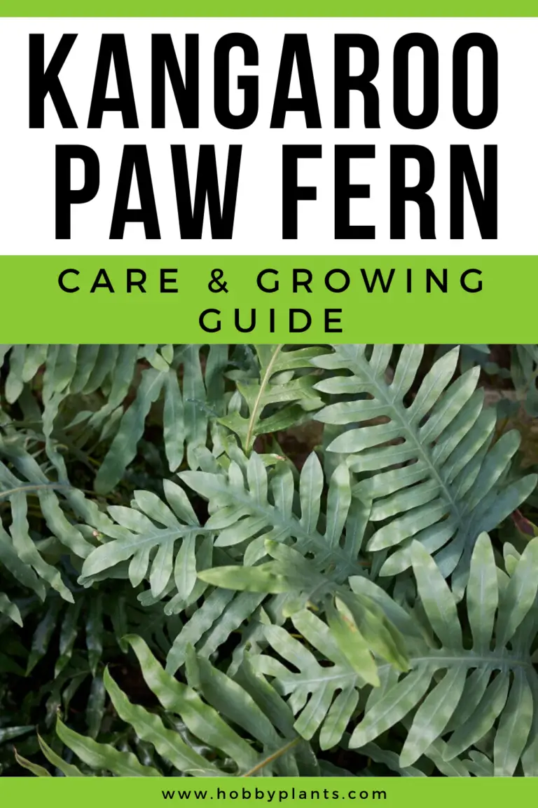 Kangaroo Paw Fern Care (Microsorum Diversifolium) and Growing Guide