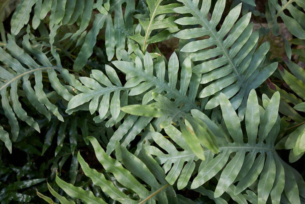 Kangaroo Paw Fern Microsorum Diversifolium Care And Growing Guide Hobby Plants,1964 Kennedy Half Dollar