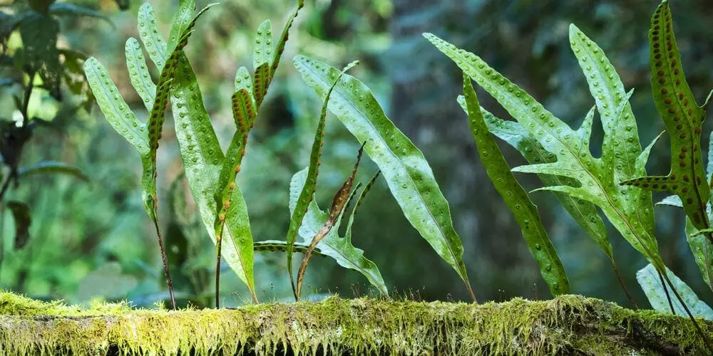 Microsorum diversifolium i a wild