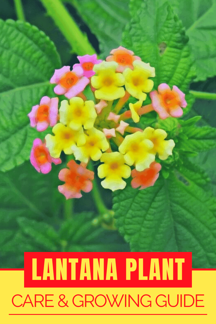 Lantana Plant