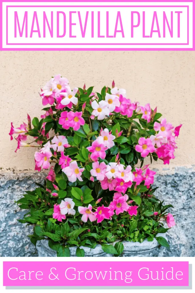 Mandevilla Plant Care & Growing Guide