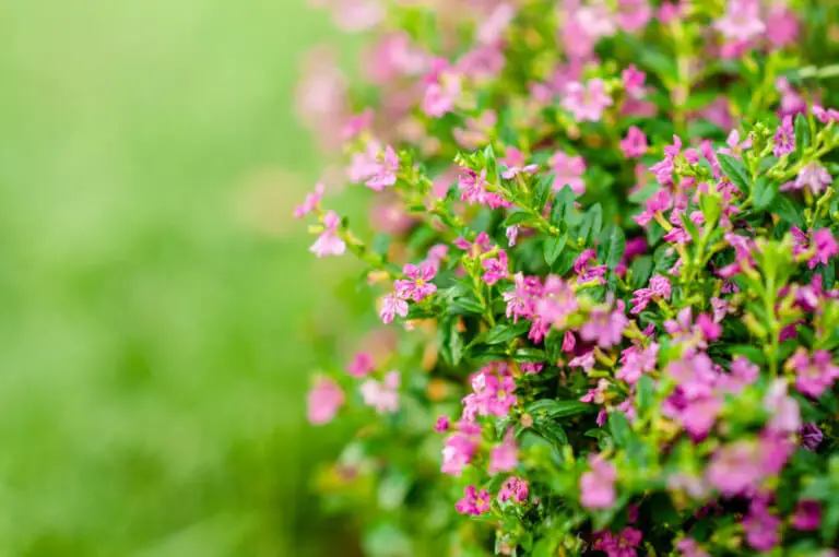 Mexican Heather (Cuphea hyssopifolia) Care & Growing Guide