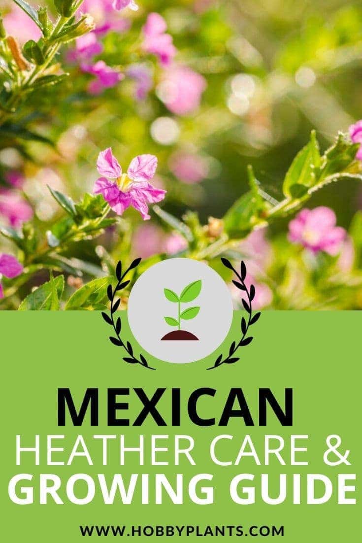Mexican Heather Care