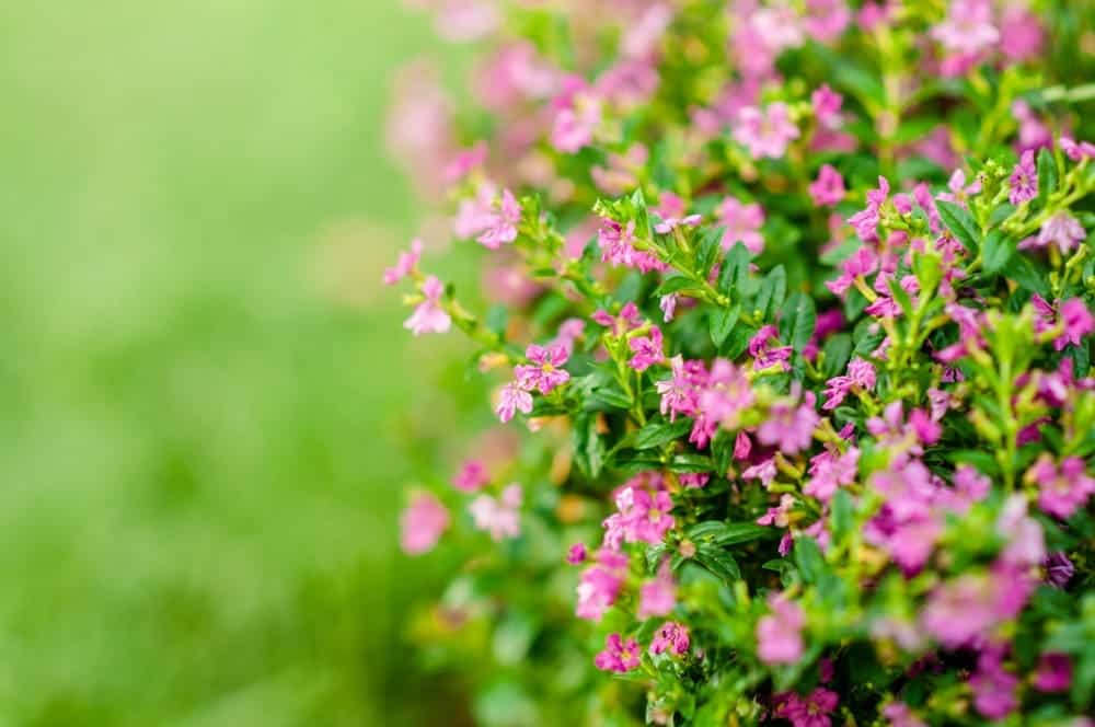 Mexican Heather