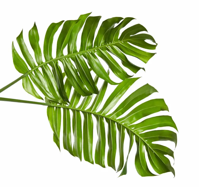 Swiss Cheese Plant (Monstera Deliciosa) Care & Growing Guide