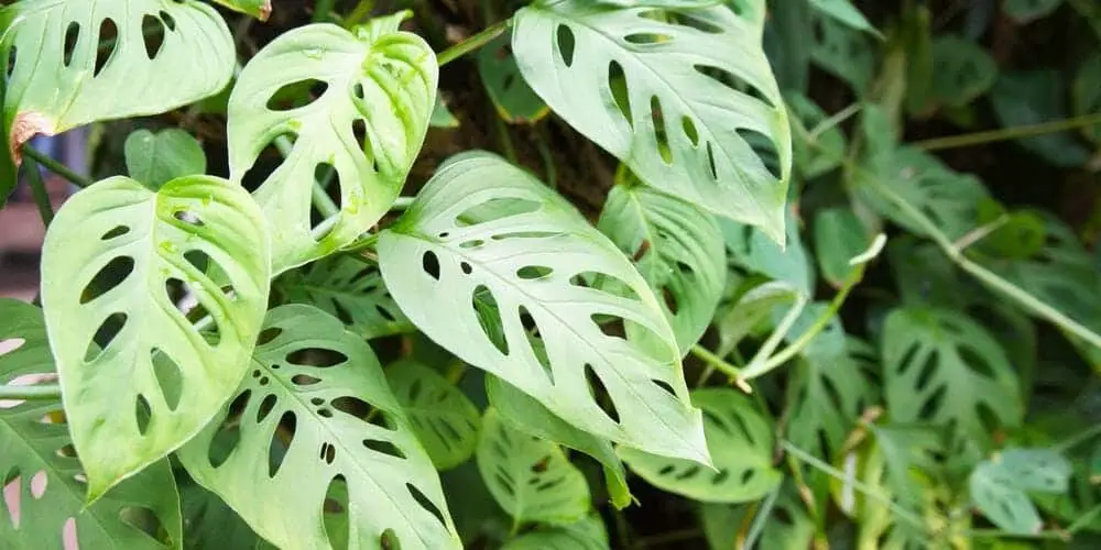 Monstera adansonii e1587969285197