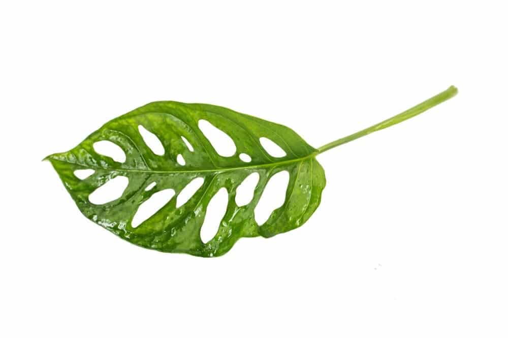 Monstera adansonii leaf e1587969291944