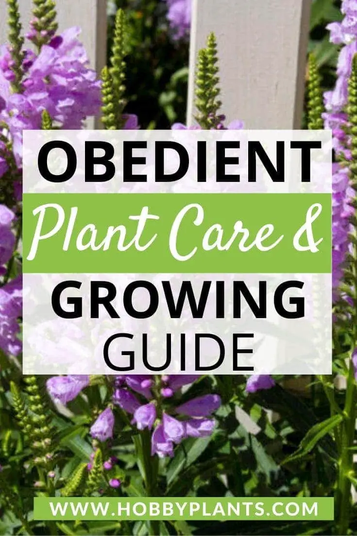 Obedient Plant Care Obedient Plant Care