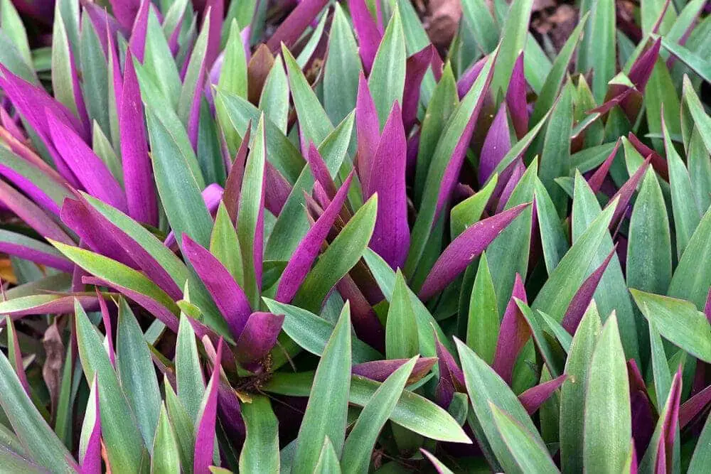 Oyster Plant growing at home