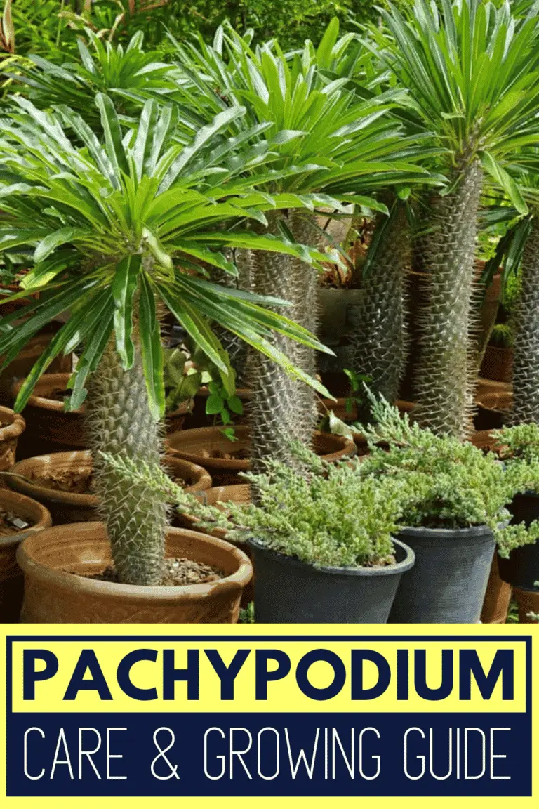 Pachypodium (Madagascar Palm) Care & Growing Guide