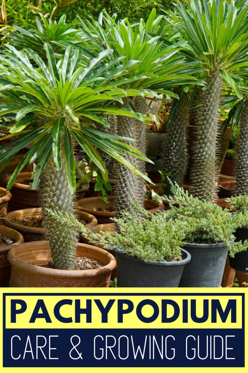 Pachypodium (Madagascar Palm) Care & Growing Guide Hobby Plants