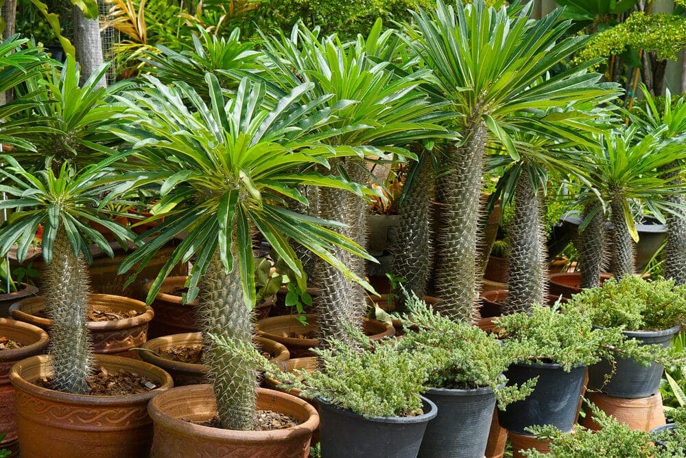 Madagascar Palm in a pots