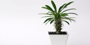 Madagascar Palm white pot